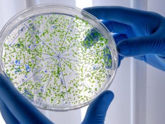 Infezioni-da-Pseudomonas-aeruginosa