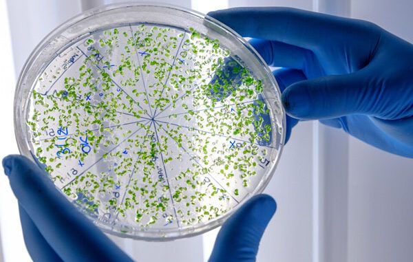 Infezioni-da-Pseudomonas-aeruginosa