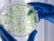 Infezioni-da-Pseudomonas-aeruginosa