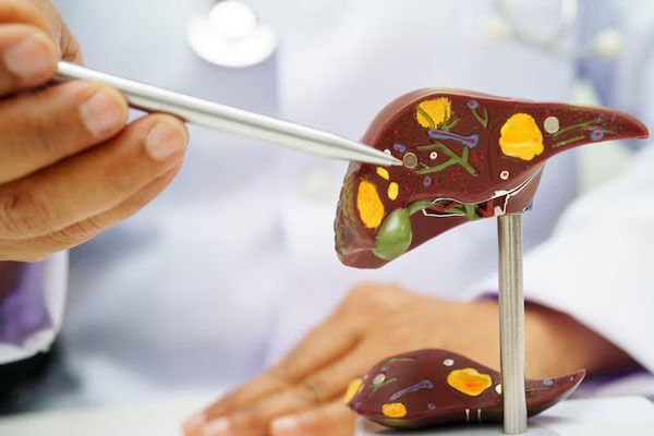 Primo-piano-di-un-medico-che-indica-un-modello-di-fegato