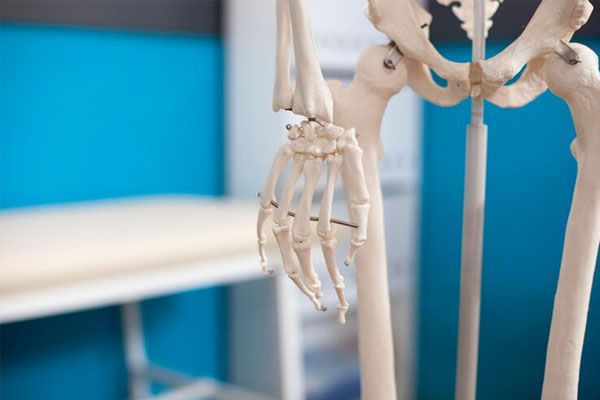 primo piano di un modello delle ossa della mano e della gamba