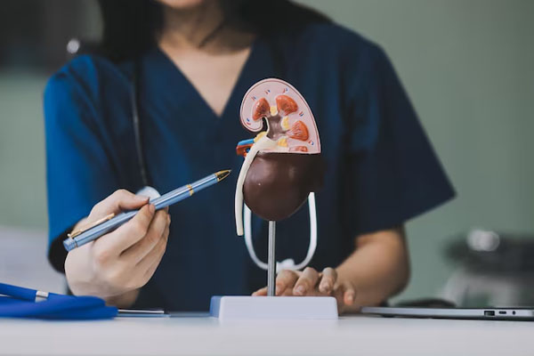 Primo piano della mano di un medico che indica un modello 3D di un rene umano