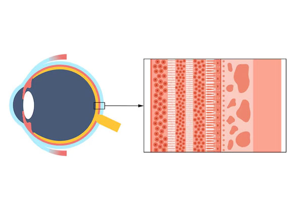 Schema della retina
