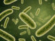 Batteriuria asintomatica