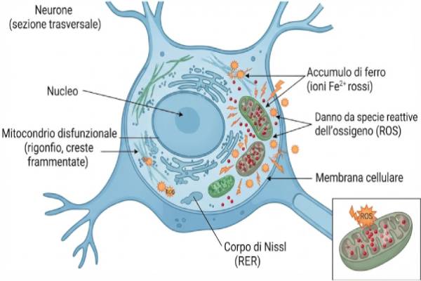 Diagramma medico cellulare che mostra l'accumulo di ferro nei mitocondri e il conseguente stress ossidativo