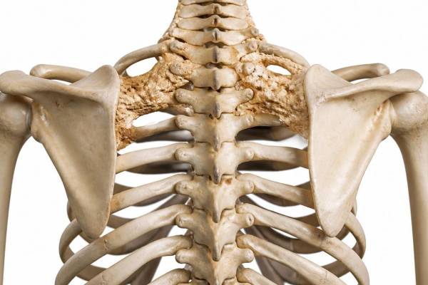 Illustrazione medica 3D dello scheletro umano con placche ossee sui muscoli del dorso